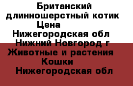 Британский длинношерстный котик › Цена ­ 5 000 - Нижегородская обл., Нижний Новгород г. Животные и растения » Кошки   . Нижегородская обл.